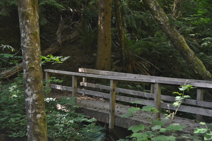 a wooden bridge on an old-growth forest trail